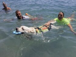 Anjing Terlatih Bantu Penjaga Pantai Spanyol Selamatkan Nyawa