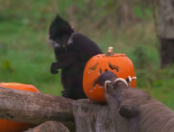 Pesta Halloween Hewan-hewan di Kebun Binatang Inggris