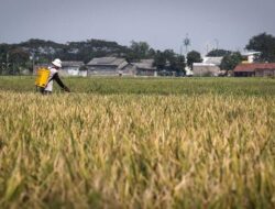 Prabowo Siapkan Rp15 T Buat Cetak Sawah Baru dan Intensifikasi Lahan