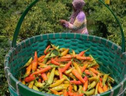 Petani Khawatir Harga Cabai ‘Terbang’ Gegara Terdampak Cuaca Ekstrem