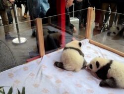 Melihat Upacara Penamaan Dua Bayi Panda Kembar di Berlin