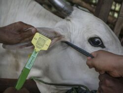 PMK Merebak, Klaten Awasi Ketat Lalu Lintas Ternak dari Yogyakarta