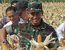 Bulog Janji Tuntaskan Perintah Serap 3 Juta Ton Gabah Sampai saat ini April
