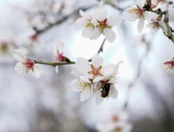 Pesona Pohon Almond Berbunga di Quinta de los Molinos Madrid