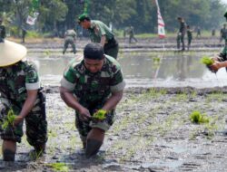 CSIS Kritik Terobosan Kebijakan Pemerintah, TNI Urus Pangan-Danantara