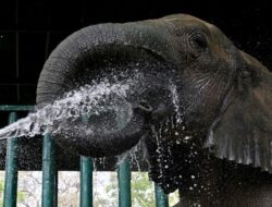 Gajah ‘Jajan’ Camilan di Swalayan