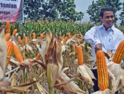 Mentan Tegaskan Produksi Jagung RI Surplus