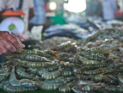 Waspada! FDA AS Tarik Udang Pembelian Barang dari Luar Negeri dari RI Diduga Terkontaminasi Cs-137