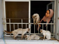 Wanita Gaza Merawat Kucing-kucing di Tengah Krisis Kelaparan