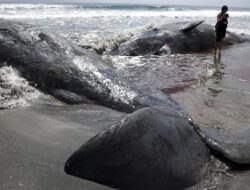 Pantai Jepang ‘Terkepung’ Paus Usai Gempa Dahsyat Guncang Rusia