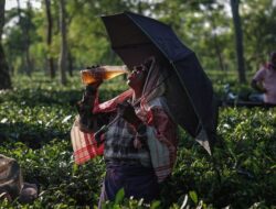 Perjuangan Pemetik Teh India di Tengah Krisis Iklim