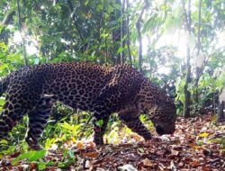 Tim Ekspedisi TNI AD Temukan 19 Macan Tutul di Karawang
