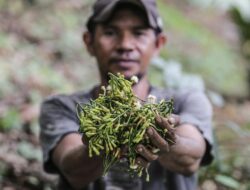 Importir AS Mulai Kekurangan Cengkeh Imbas Radiasi Cesium