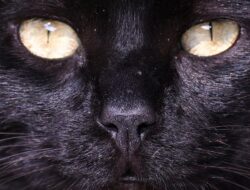 Surga Kucing di Tengah Kota Lima, Peru