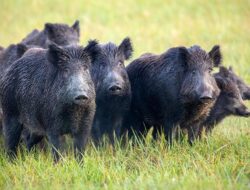 Warga Desa Peringatkan Turis Gegara Kebiasaan Selfie Bareng Babi Hutan