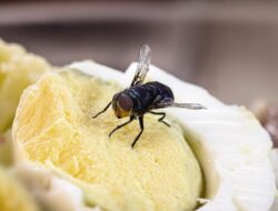 Tak Sengaja Telan Telur Lalat, Awas Masalah Kesehatan Mengintai Anda