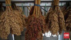 Kementan Bakal Uji Coba Tanam Sorgum 5.000 Ha pada 2026