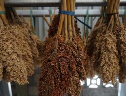 Kementan Bakal Uji Coba Tanam Sorgum 5.000 Ha pada 2026