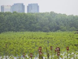 Apa Pentingnya Restorasi Mangrove Buat Bumi?
