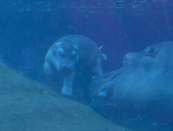 Bayi Kuda Nil Gemas Kebun Binatang Berlin Berenang dengan Induk