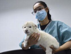 Bayi Singa Putih Nyaris Punah Lahir di Kebun Binatang Venezuela