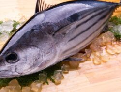 Deretan Ikan yang Paling Sehat untuk Otak