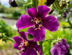 Taman Rumah Kian Estetik, Ini 7 Bunga yang Diprediksi Naik Daun 2026