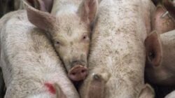 Indonesia Larang Produk Impor Daging Babi dari Spanyol