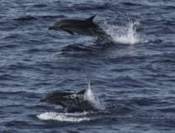 Habitat Paus dan Lumba-lumba di Sumatra di Luar Area Lindung