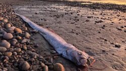 Ikan Raksasa Pertanda Bencana Muncul sebelum Gempa Flores
